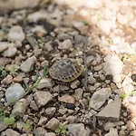 Ante Tonci Apartamento *