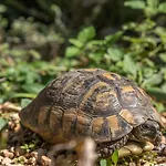 Apartamento Ante Tonci Makarska