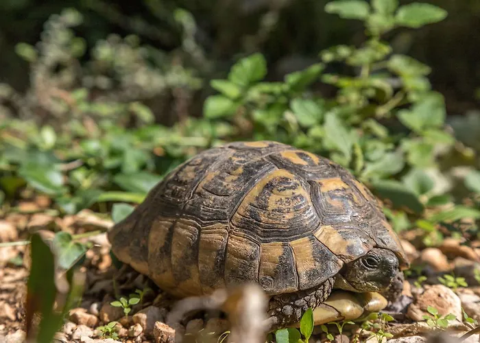 Apartment Ante Tonci Makarska