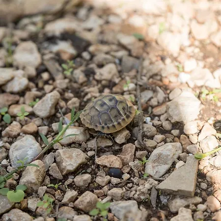 Ante Tonci Lägenhet *