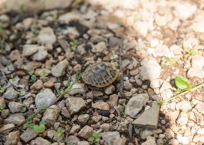Ante Tonci Apartament *