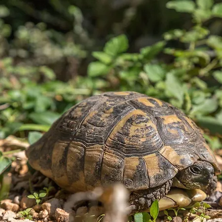 Appartamento Ante Tonci Makarska